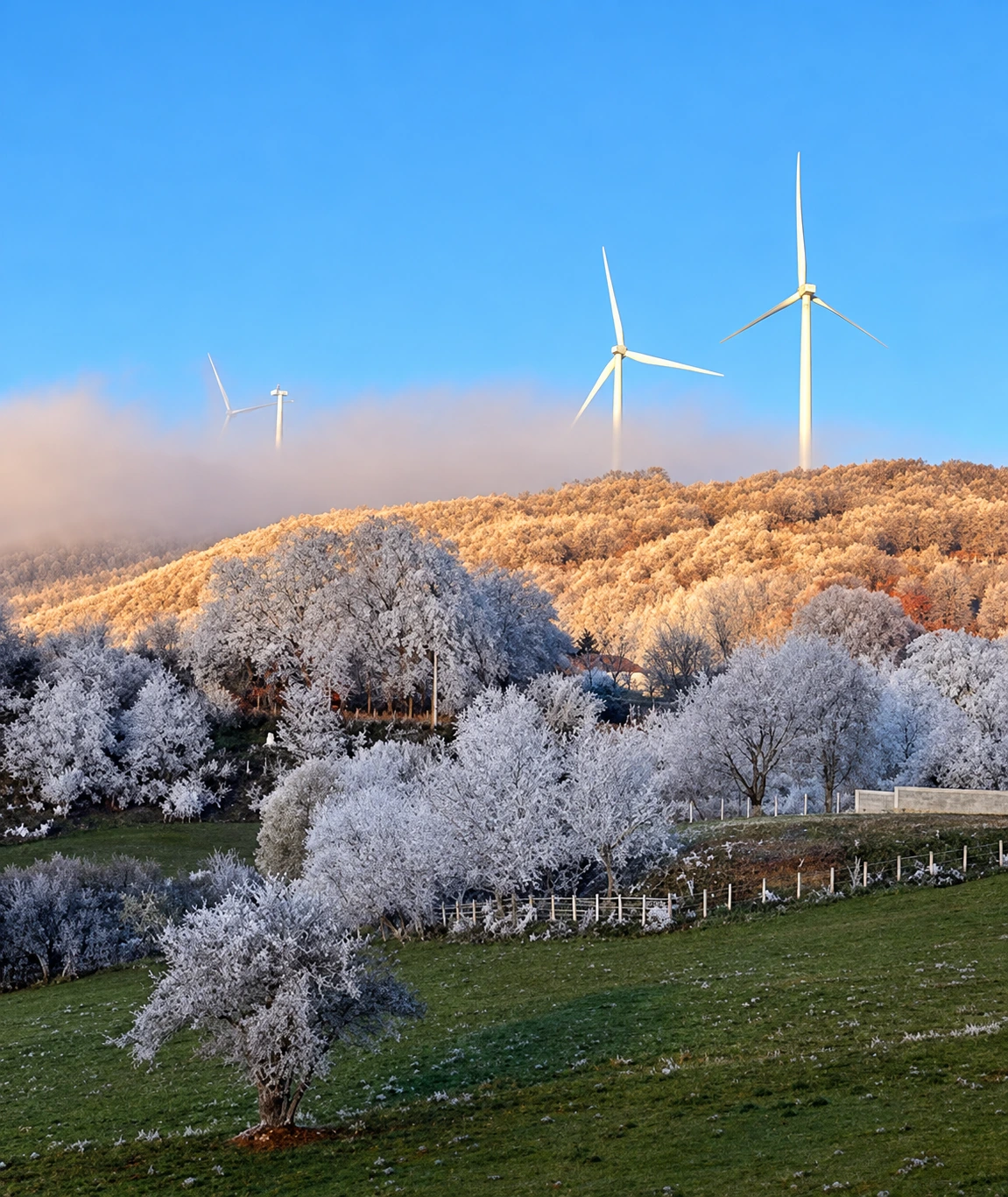 Frost-covered trees and wind turbines above green fields in Shala e Bajgorës
